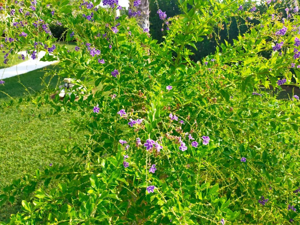 Il Giardino Deluxe Βίλα Lizzanello Εξωτερικό φωτογραφία